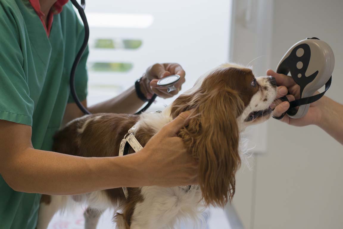 Clinique Vétérinaire Vet'Co Ste Marie des Champs Ste Marie Des Champs